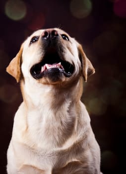 Labrador Retriever dog