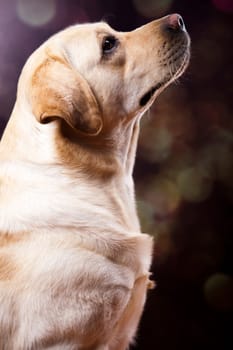 Dog, Labrador Retriever