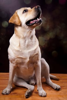 Dog, Labrador Retriever