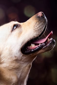 Labrador Retriever dog