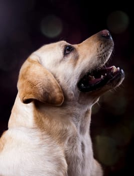 Dog, Labrador Retriever