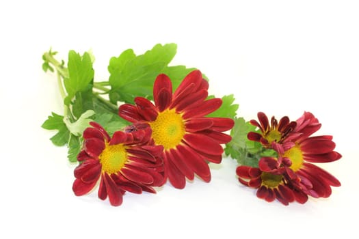 a small bouquet of chrysanthemums against a white background