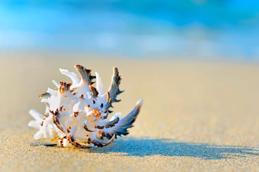 shell on sand