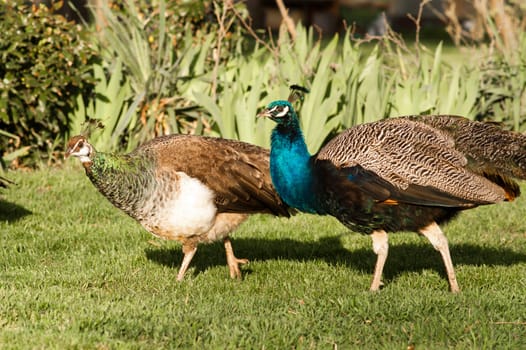 A wild Peacock Male walks along side his mate both members of the Pheasant family