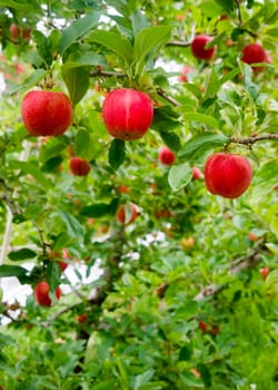 Leaves and Apples fill this nuture scene