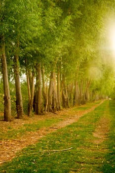 A row of trees was planted to protect farmer's firled from wind erosion