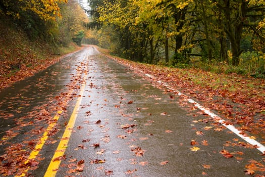 The road is slick and wet during fall rain