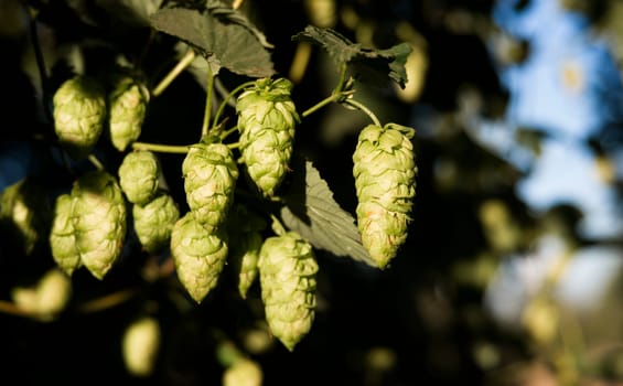 Hops plants growing in the summer sun