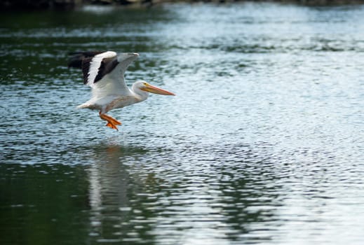 A big Pelican comes in for a landing
