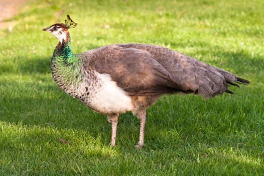 Peafowl Female Peacock Flying Bird Grazing Feeding Wild Animal