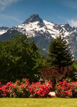 Lawn folaige provides bright color to contrast the beauty of Whitehorse Mountain