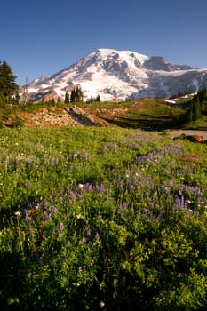 Wildflowers and Washington States Highest Peak