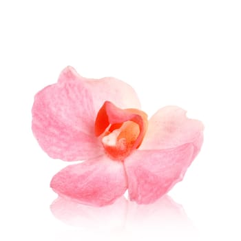 Orchid,orchid flower