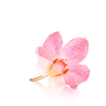 Orchid flower,orchid