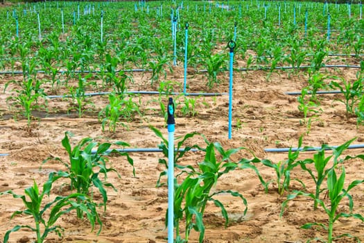 Fields of corn and Water spray on an agricultural