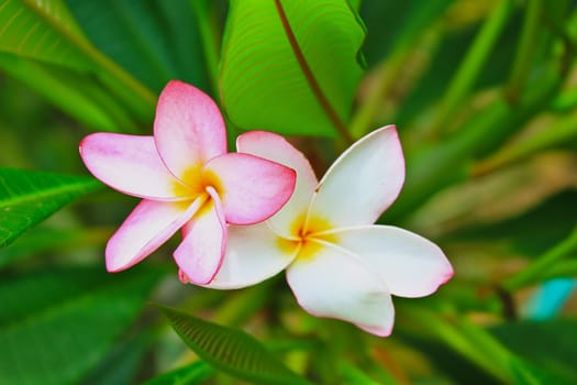 close-up shot for  frangipani flowers