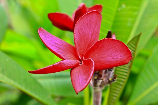 close-up shot for red frangipani flowers