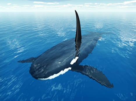 Computer-generated 3D illustration with a killer whale