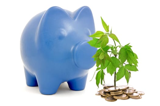 Piggy bank and tree growing from the pile of coins