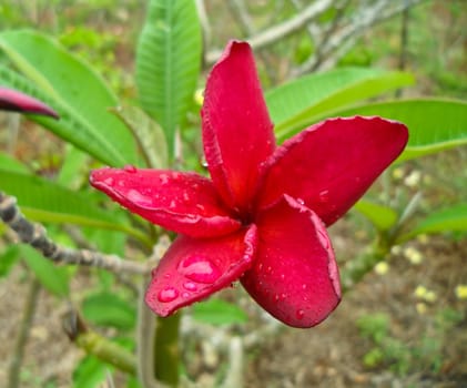 close-up shot for  frangipani flowers