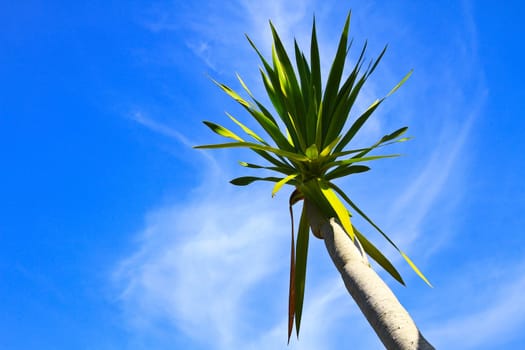 Dracaena tree,  bue sky natural background