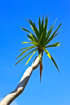 Dracaena tree,  bue sky natural background