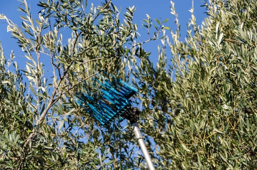 comb vibrant for the olive harvest in Italy