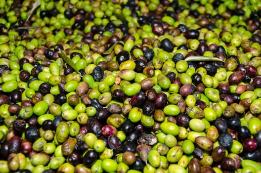 green and black olives in a mill in Italy