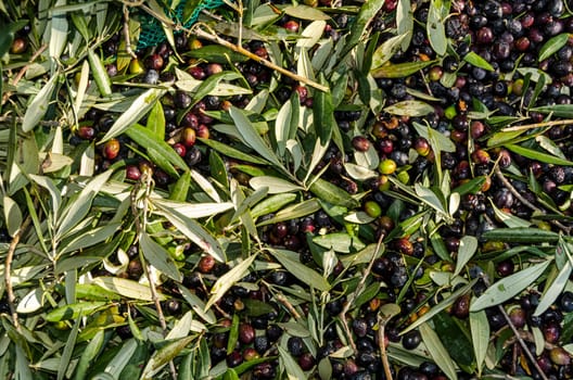 green and black olives in a mill in Italy