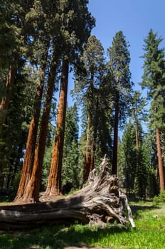 the basis of a fallen sequoia in Sequoia National Park in California