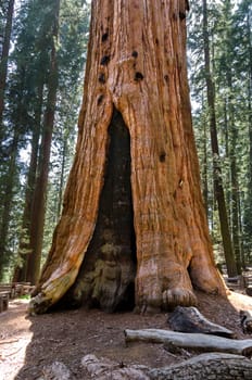 the basis of a fallen sequoia in Sequoia National Park in California