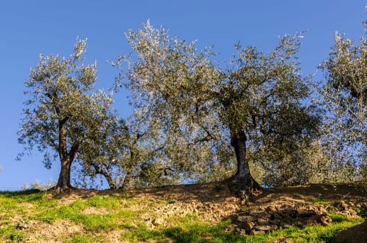 olive trees in the hills of Liguria in Italy