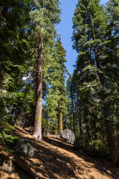 sequoia in sequoia national park in California