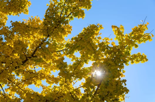 tree with yellow leaves in autumn with the sun between the branches