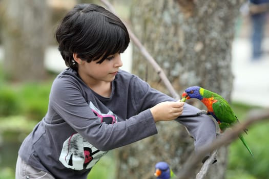 Details of a rainbow lorikeet perched on a branch in front of a young girl.