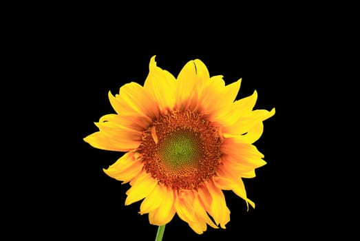 Sunflower close up on black background