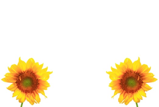 sunflower close up isolated on white background