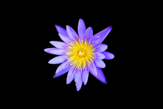 Lotus flower isolated on the black background