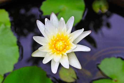 Closeup white lotus flower in the pot
