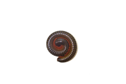 Tropical millipede isolated on white background