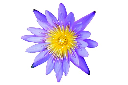 lotus flower isolated on a white background