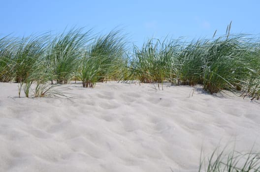 Dune grass as coastal protection on the Baltic Sea beach