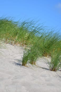 Dune grass as coastal protection on the Baltic Sea beach