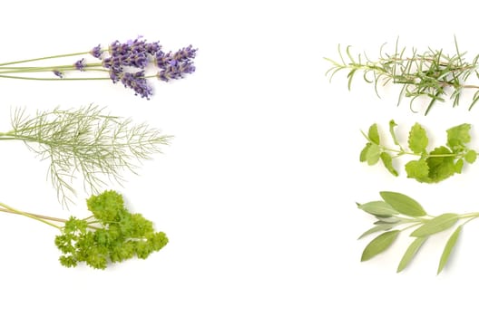 Different herbs on a white background with space for text