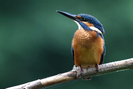 The Kingfisher