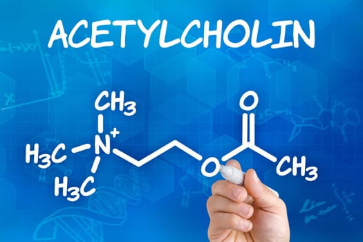 Hand draws chemical structural formula of acetylcholine