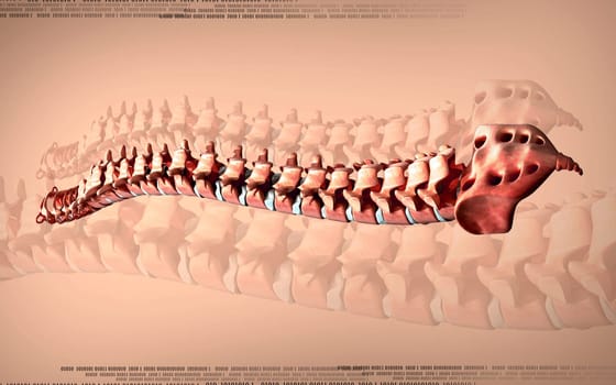 Digital illustration of back bone in colour background