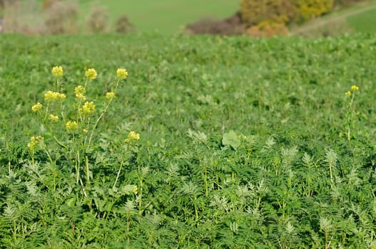Winter oilseed rape