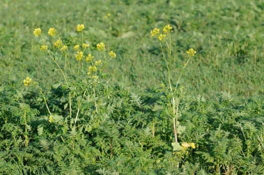 Winter oilseed rape
