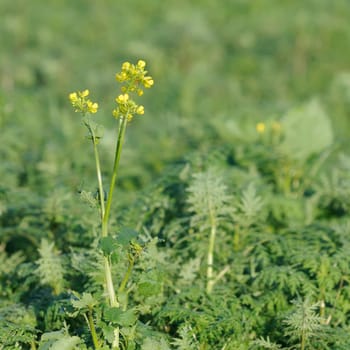 Winter oilseed rape